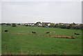 Cattle on Eastbourne Levels