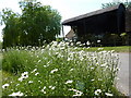 Ox eye daisies (leucanthemum vulgare) at Throwley Forstal