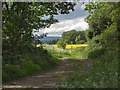 Farm track past a field of Oilseed Rape