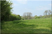 ST6644 : 2011 : Hedgerow and pasture south of Waterlip by Maurice Pullin