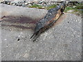 G6693 : Dead dolphin, close-up by Willie Duffin