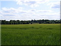 TM3761 : Fields next to the Bridleway to Deadman's Lane by Geographer