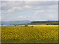 Oilseed rape at Meikle Rhynie