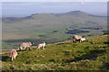 SD7381 : Sheep near Whernside summit by Ian Taylor