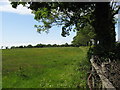 Field boundary at Park Farm on Wolvers Hill Road