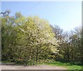 Blossom, West Heath, Limpsfield Common