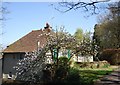 Cottage and Magnolia, Limpsfield Common