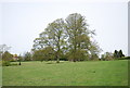 TQ8431 : Trees by the High Weald Landscape Trail by N Chadwick