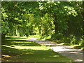 Lane Near Medstead Grange