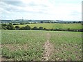 Field of Crops near White Lane