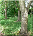 SP5697 : Wooded area next to the A426 Blaby Bypass by Mat Fascione