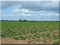 SE6810 : Farmland off the A18 by JThomas