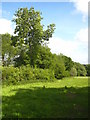 Pasture beside the stream at Higher Hampt