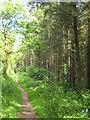 Path on the edge of conifer plantation near Old Mill