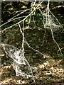 TG4600 : Seeds caught in spiderwebs on a tree in Fritton Warren by Evelyn Simak