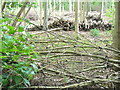 Woodpiles in Druids Grove