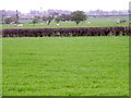 Grazing fields near Great Smeaton