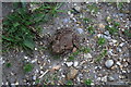 Toad on the Bure Valley Path