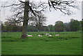 TQ4607 : Sheep, Firle Park by N Chadwick