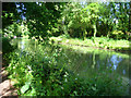 Green banks of the Basingstoke canal