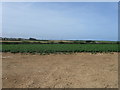 Potato field, Dolgey Post