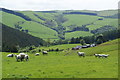 Brithdir above the Hafren valley