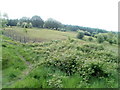 Looking towards Tranch Wood from the edge of Fowler Street, Pontypool