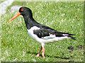 Oystercatcher (Haematopus ostralegus)