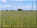 Field with Bean Crops