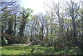 Woodland by Shirley Heath Recreation Ground