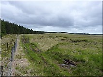 SN8361 : Along the northern edge of the Gwaun Sanau forest by Richard Law