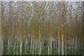 TQ8843 : Silver Birch, Roughlands Wood by N Chadwick