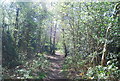 TQ3664 : LOOP through Spring Park Wood by N Chadwick