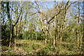 TQ3664 : Spring Park Wood by N Chadwick