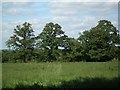 Grassland near Glanvilles Wootton