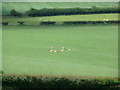 Fallow Deer near Richard