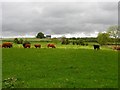 A glimmer of light, Ballynamullan