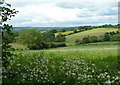 Fields near Woodhouse Lane Farm