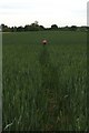 Footpath through a field of wheat