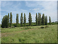 Spring poplars 