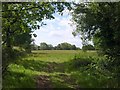 Field at North Coombe Cross