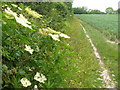 Footpath Near Cadnam Farm