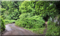 J2766 : Paths, Aberdelghy Wood, Lambeg by Albert Bridge