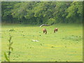 Grazing by Shalden Park Wood