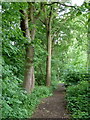 Footpath through Far Tupton Wood