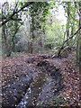 The Kyd Brook - Main Branch, in Roundabout Wood (3)