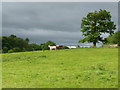 Horses from the footpath