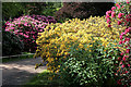 NT5034 : Rhododendrons in Abbotsford House grounds by Walter Baxter