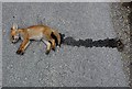 Roadkill- fox cub.