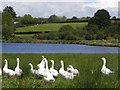 Geese, Cavanacross